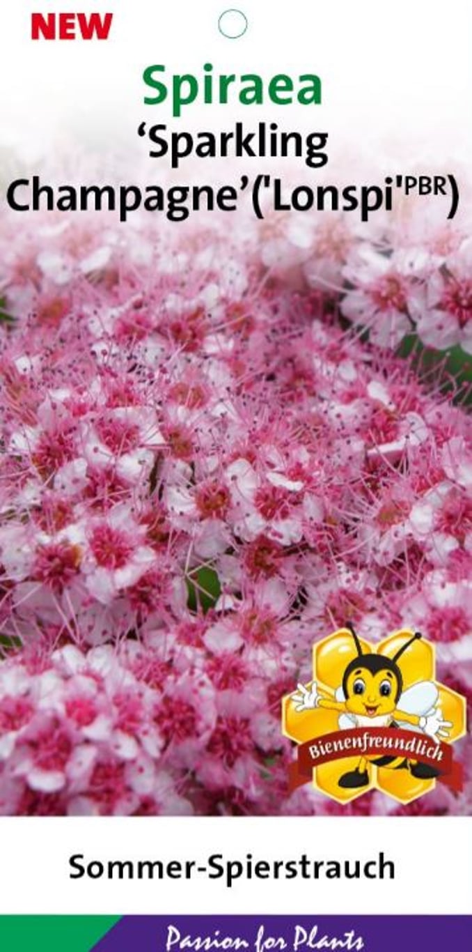 Spiraea 'Sparkling Champagne' - C2 20-25 CM